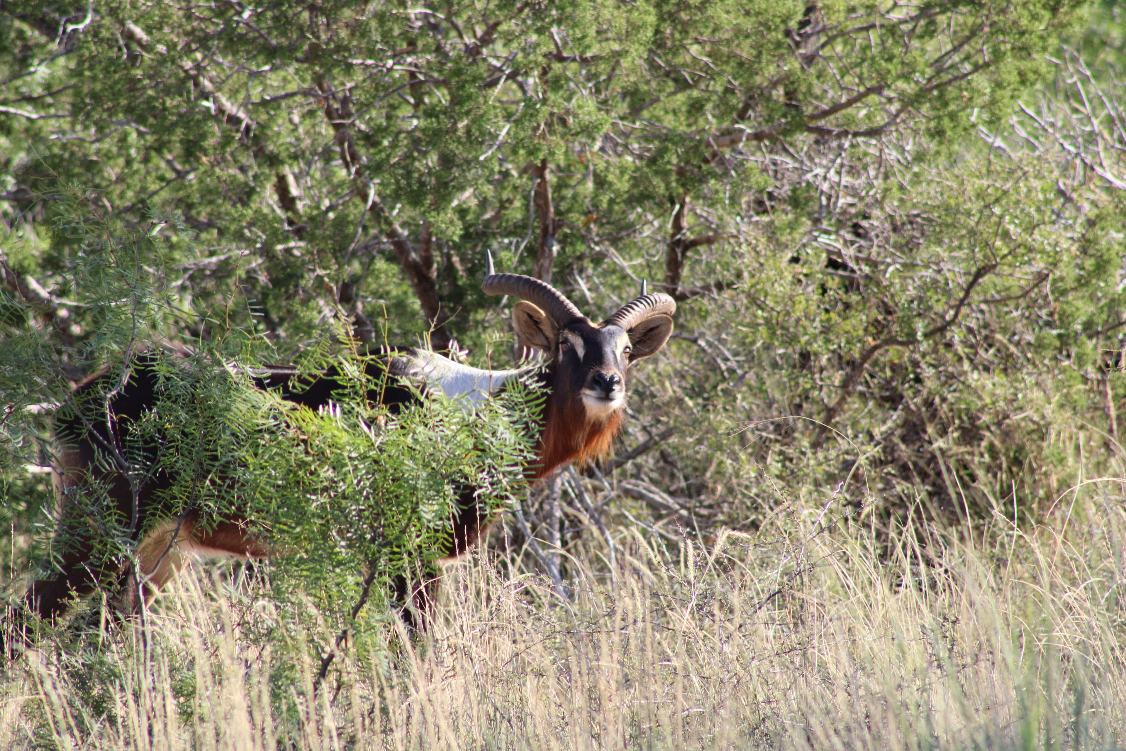 Flying P Ranch - Hunting Experience