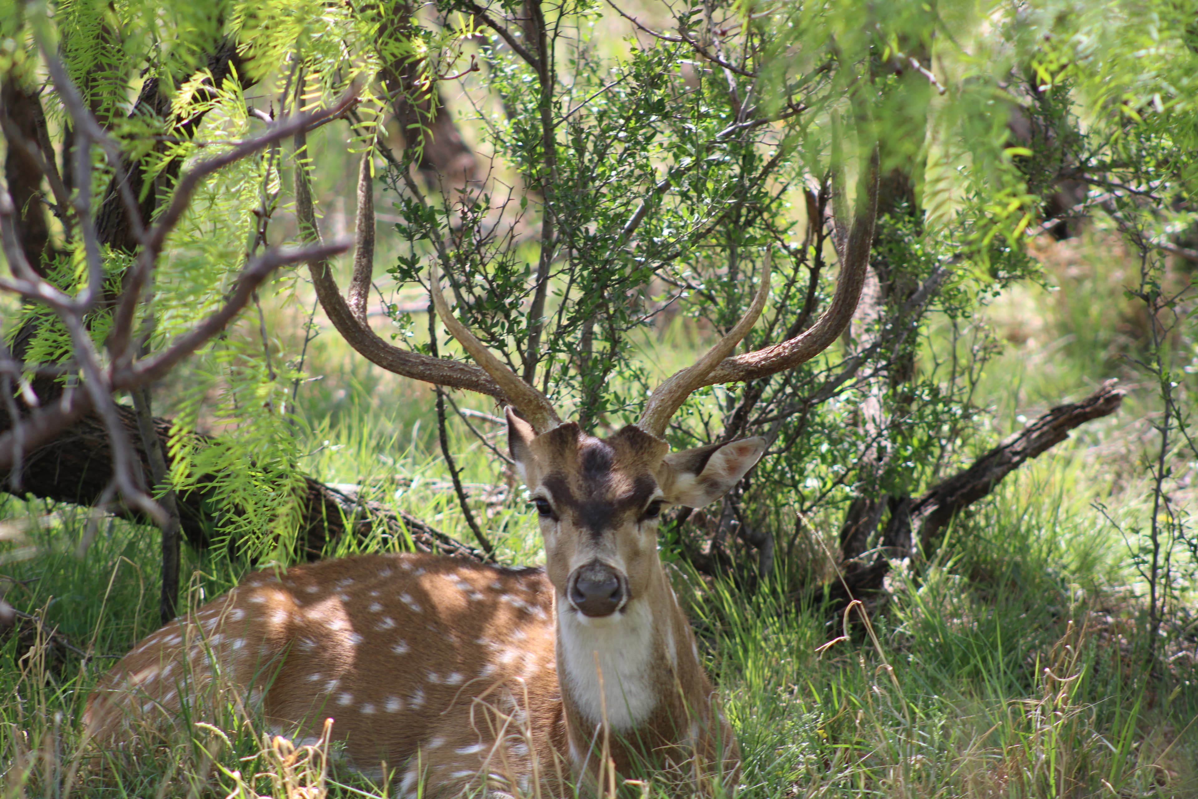 Flying P Ranch - Lodge View